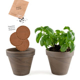 Kit de plantation intérieur Basilique grand vert Bio avec pot en terre cuite inclus - Livraison Offerte